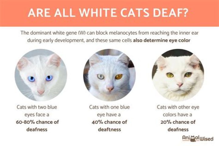 Are all white kittens deaf?