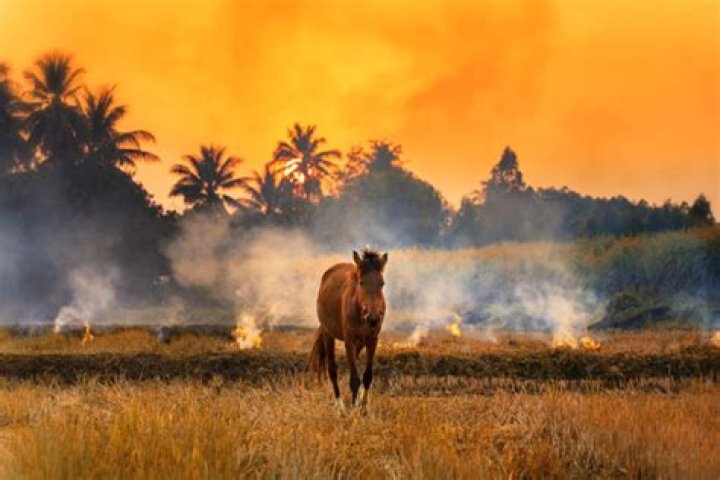 Are animals afraid of fire?