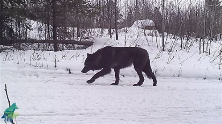 Are black wolves rare?
