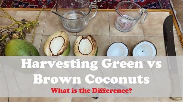 Are coconuts green or brown?