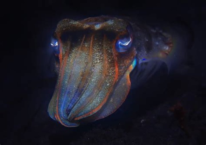 Are cuttlefish poisonous to eat?