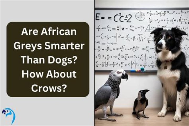 Are dogs smarter than crows?