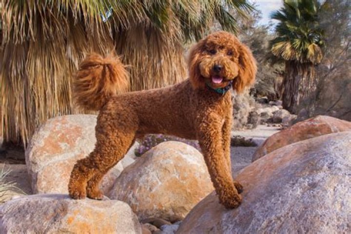 Are Labradoodles expensive?