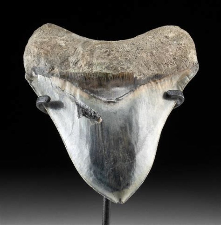 Are megalodon teeth rare?