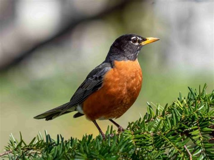Are Robins evil?