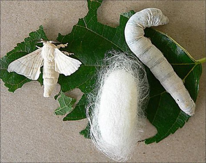Are silkworms harmed to make silk?