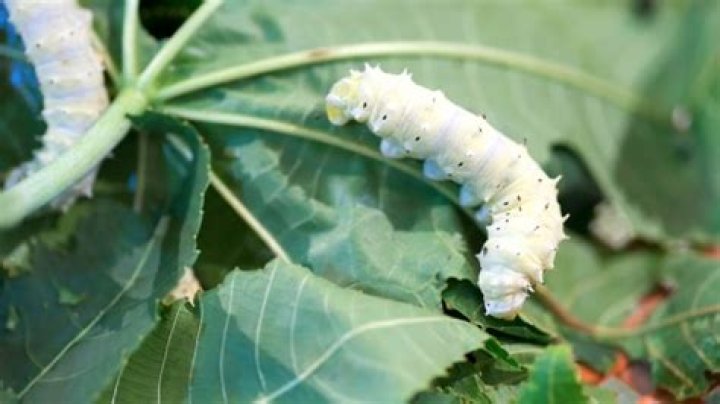 Are silkworms killed for silk?