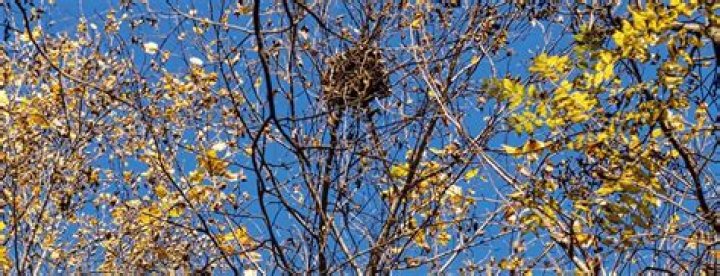 Are squirrel nests waterproof?