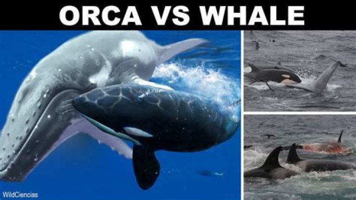 Are whales afraid of orcas?