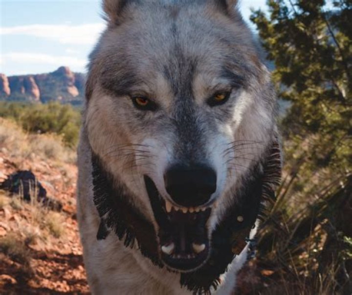 Are Wolves edible?