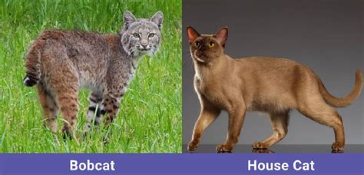 Can a cat and a bobcat mate?