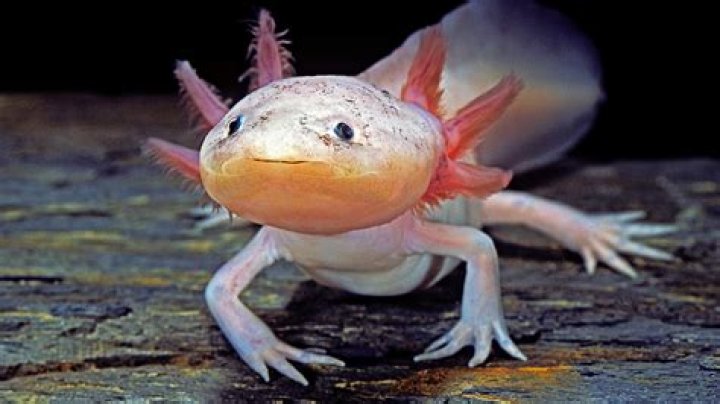 Can a crab regrow all its limbs?