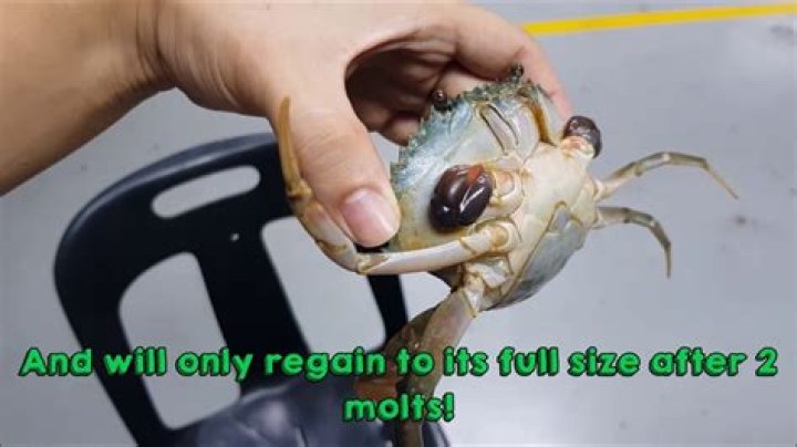 Can a crab regrow its legs?