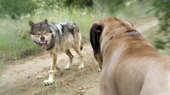 Can a Doberman fight a wolf?