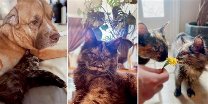 Can a dog live without eyes?