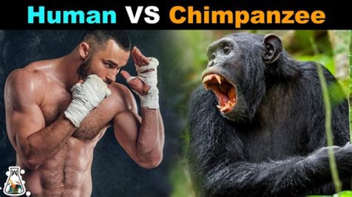 Can a human fight a chimp?