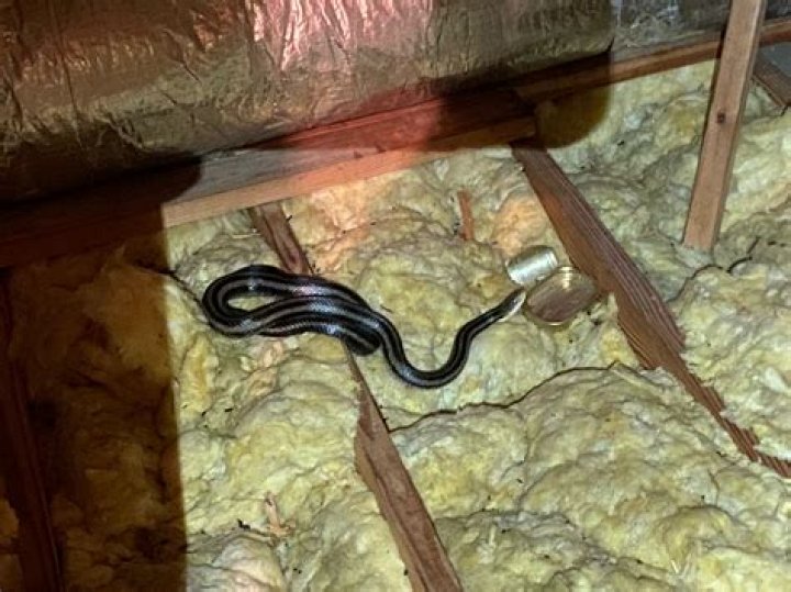 Can a snake get in your bed?
