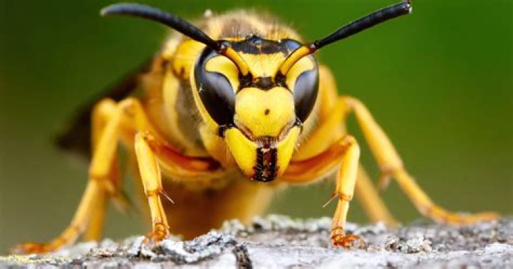 Can a wasp remember your face?