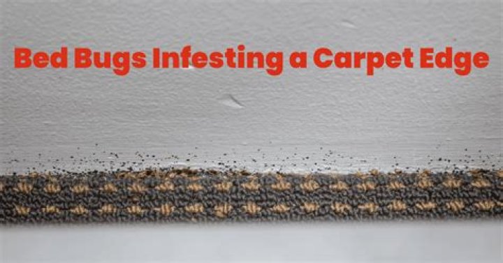 Can bed bug live in carpet?