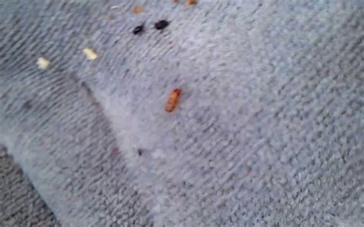 Can bed bugs live in a car?