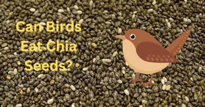 Can birds eat chia seeds?