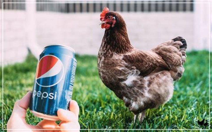 Can chickens drink Coke?