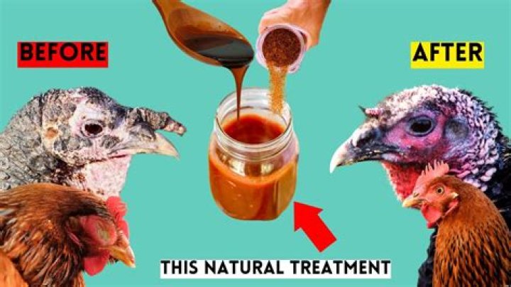 Can chickens survive blackhead?
