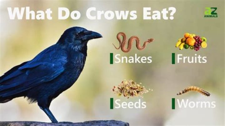 Can crows eat rice?
