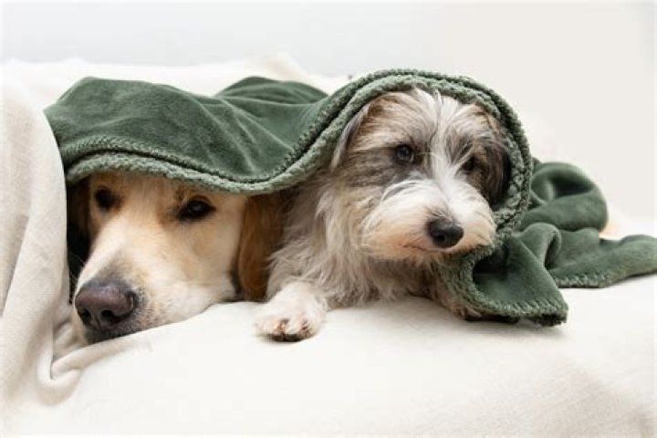 Can dogs get sick from flying?