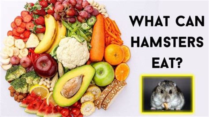 Can hamsters eat sushi?