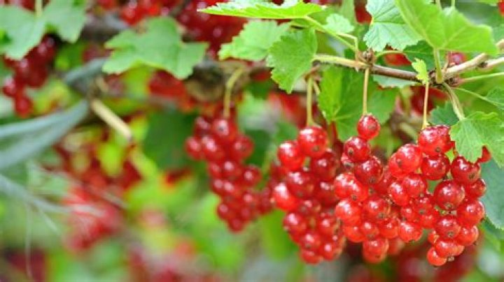 Can I eat red currants raw?