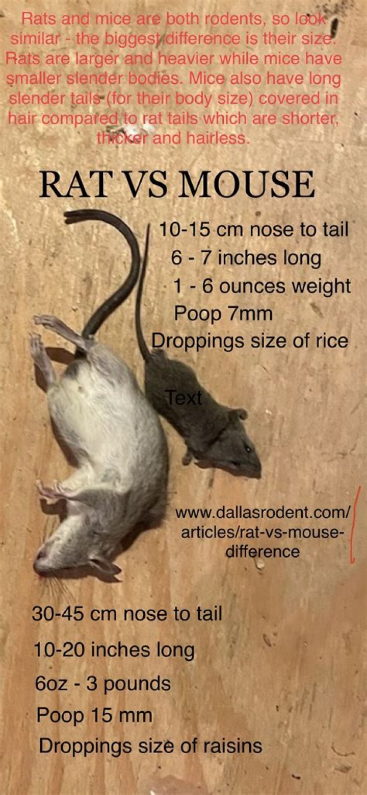 Can I have just one rat?