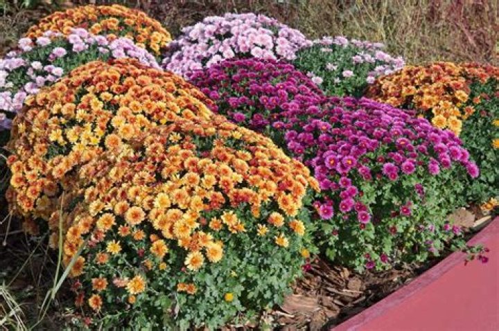 Can I use any chrysanthemum for tea?