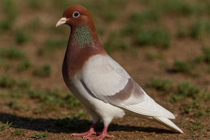 Can King pigeons fly?