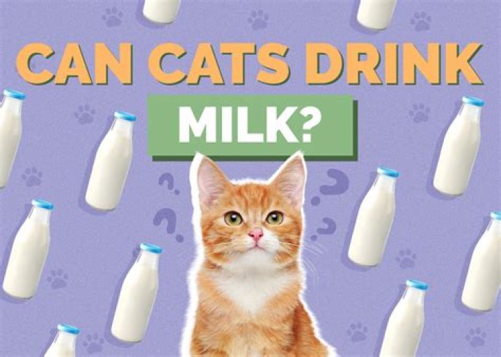Can kittens drink Milo?