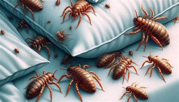 Can lice live on pillows and sheets?