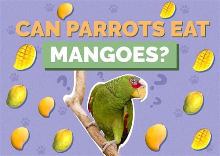 Can parrots eat mango?