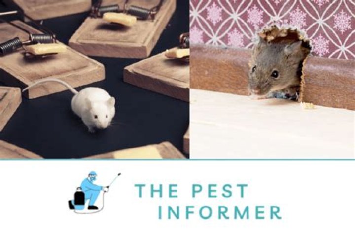 Can rats climb fences?