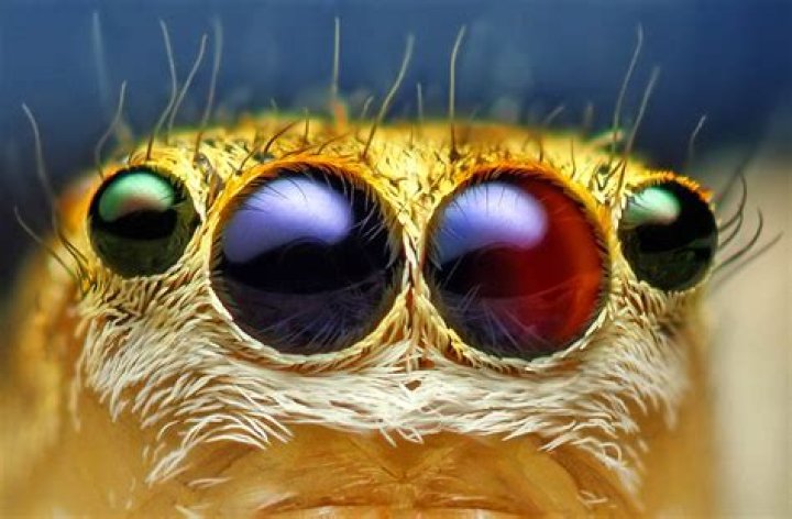 Can spiders see 360?