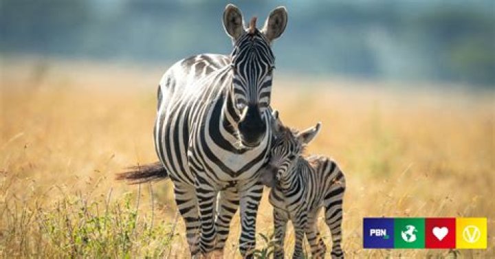 Can you eat zebra UK?