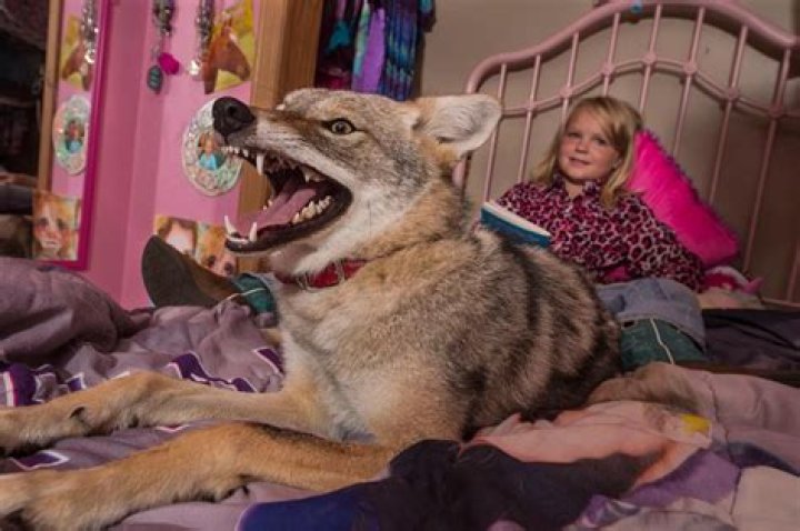 Can you keep a coyote as a pet?