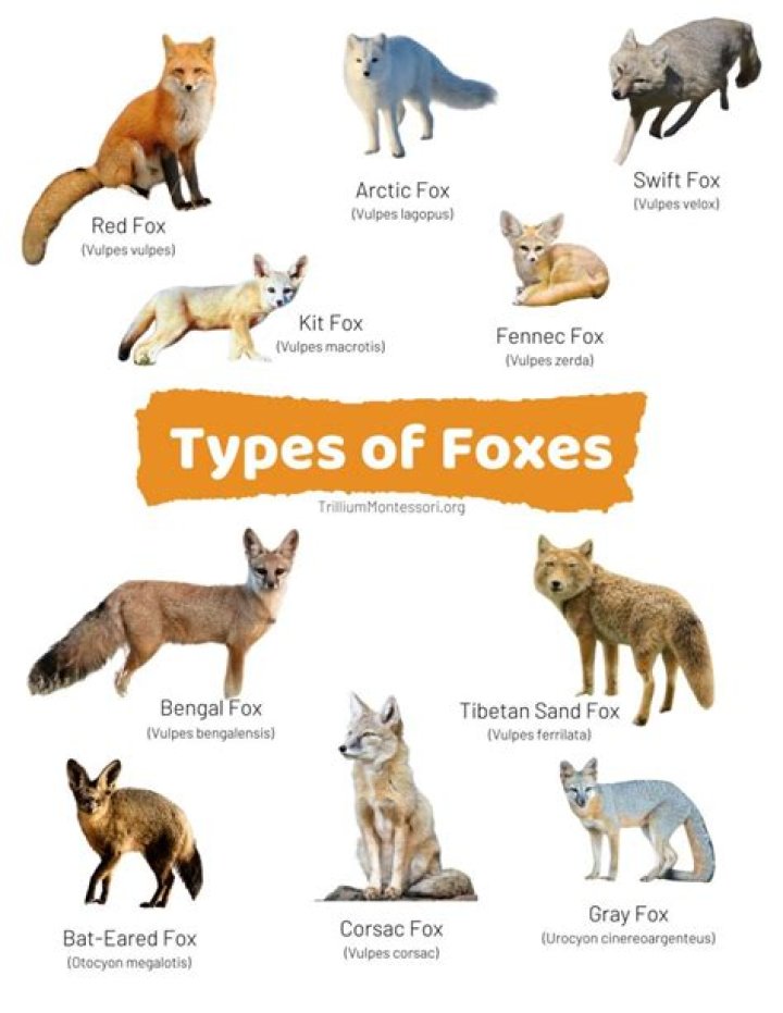 Can you report foxes?