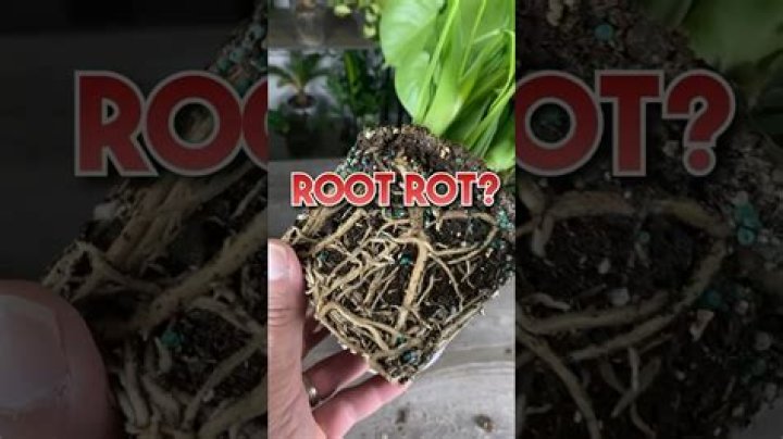 Can you smell root rot?