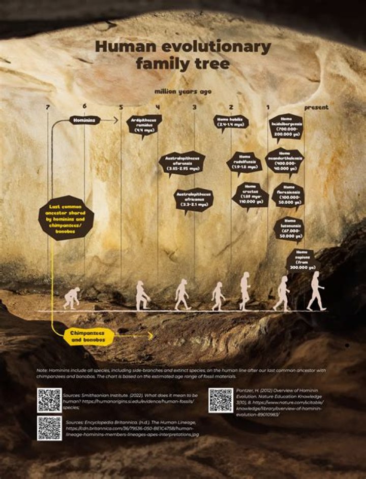 Did early humans use diapers?