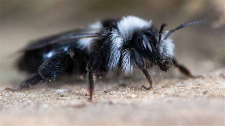 Do bees like white or black?