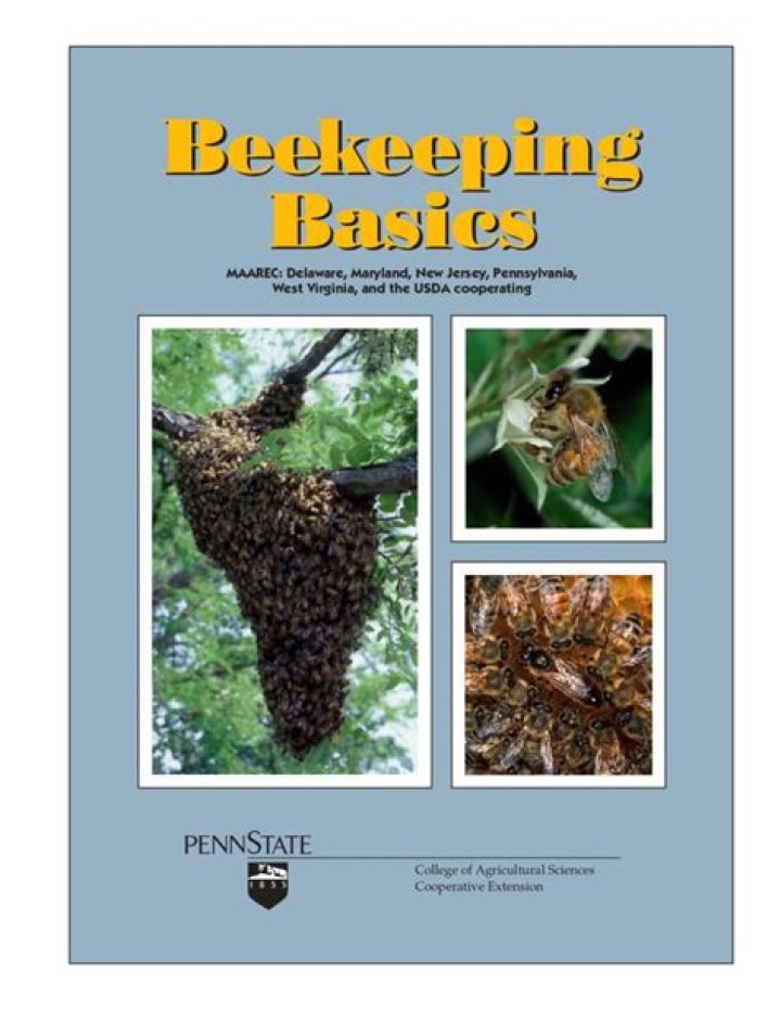 Do bees use language?