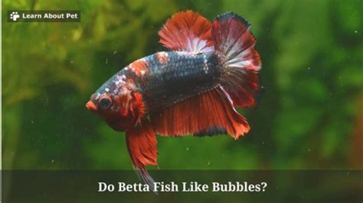 Do betta fish like bubbles?