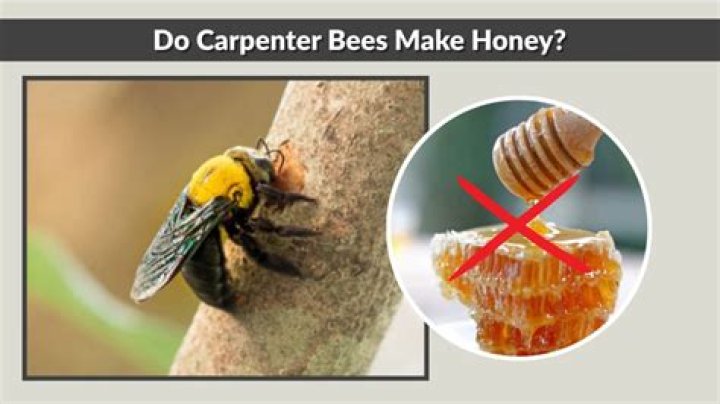 Do carpenter bees make honey?