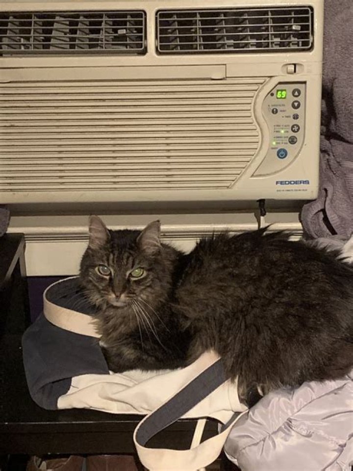 Do cats like air conditioning?