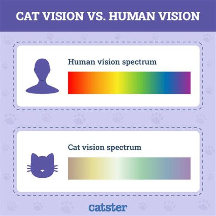 Do cats see in Colour?